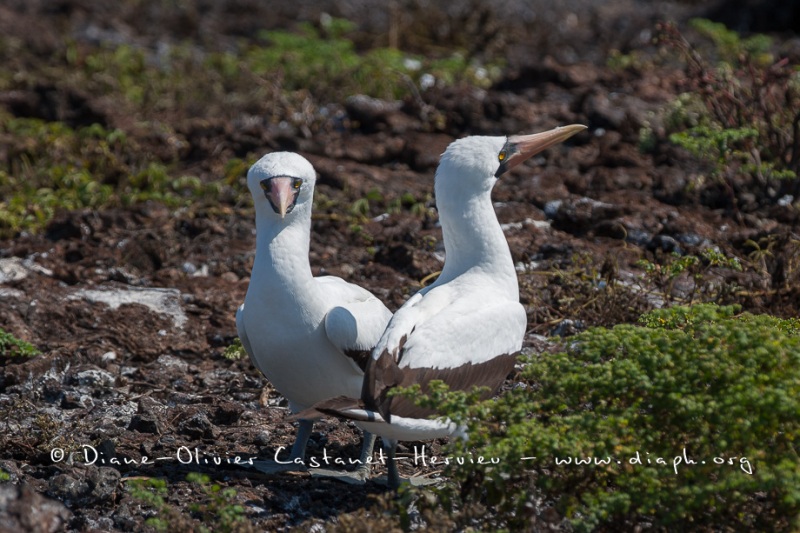 Fou masqué (Sula dactylatra) - îles Galapagos