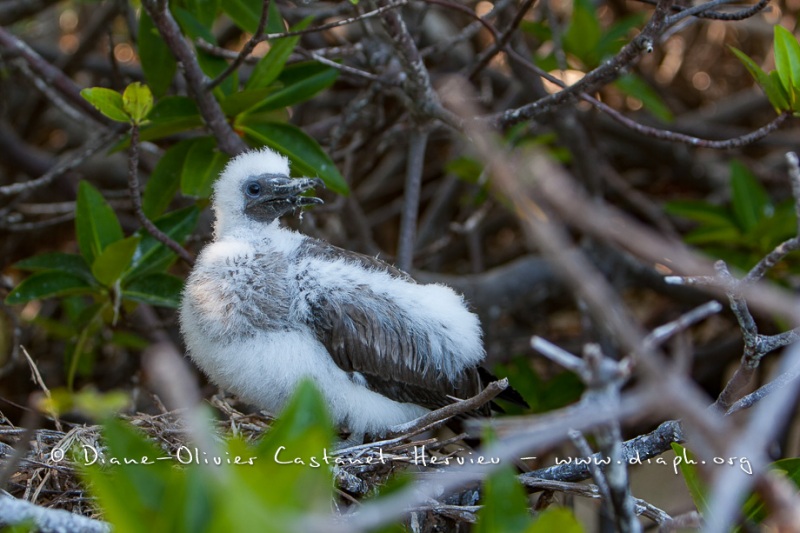 Fou masqué (Sula dactylatra) - îles Galapagos