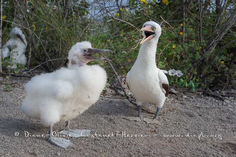 Fou masqué (Sula dactylatra) - îles Galapagos