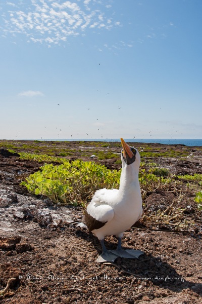 Fou masqué (Sula dactylatra) - îles Galapagos