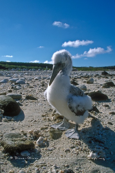 Fou masqué (Sula dactylatra) - île de Génovesa - Galapagos
