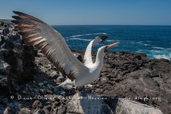 Fou masqué (Sula dactylatra) - îles Galapagos