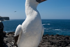 Fou masqué (Sula dactylatra) - îles Galapagos