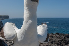 Fou masqué (Sula dactylatra) - îles Galapagos