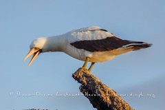 Fou masqué (Sula dactylatra)