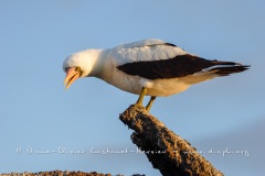 Fou masqué (Sula dactylatra)