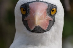 Fou masqué (Sula dactylatra) - îles Galapagos