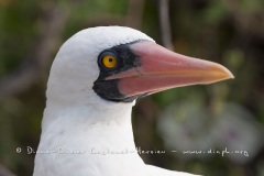 Fou masqué (Sula dactylatra) - îles Galapagos