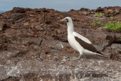 Fou masqué (Sula dactylatra) - îles Galapagos