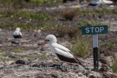 Fou masqué (Sula dactylatra) - îles Galapagos