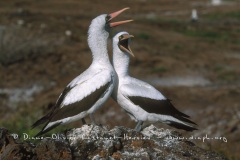 Fou masqué (Sula dactylatra) - île de Génovesa - Galapagos