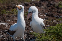 Fou masqué (Sula dactylatra) - îles Galapagos