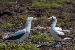 Fou masqué (Sula dactylatra) - îles Galapagos