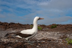 Fou masqué (Sula dactylatra) - îles Galapagos