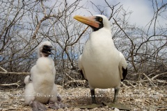 Fou masqué (Sula dactylatra)