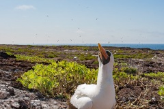 Fou masqué (Sula dactylatra) - îles Galapagos