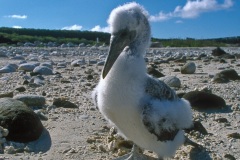 Fou masqué (Sula dactylatra) - île de Génovesa - Galapagos