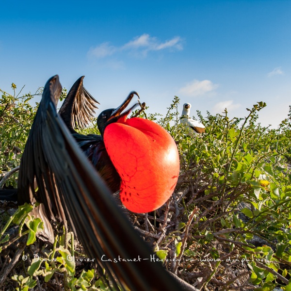 Frégate du Pacifique (Fregata minor) - îles Galapagos