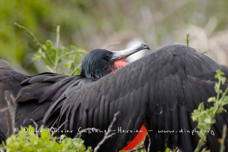 Frégate superbe (Fregata magnificens)