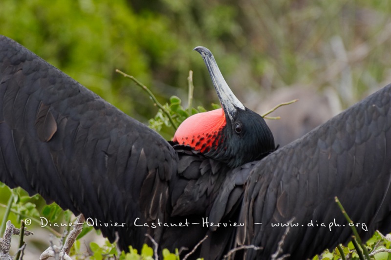 Frégate superbe (Fregata magnificens)