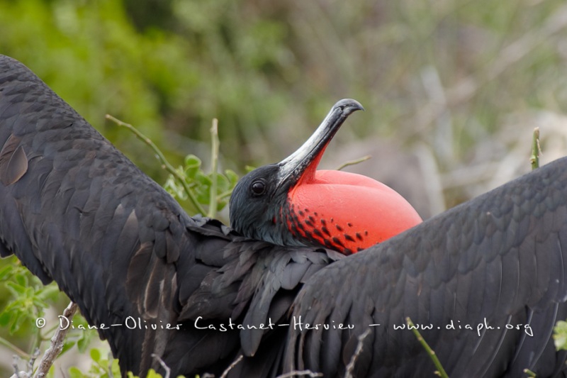 Frégate superbe (Fregata magnificens)