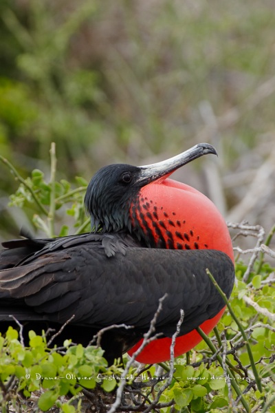 Frégate superbe (Fregata magnificens)