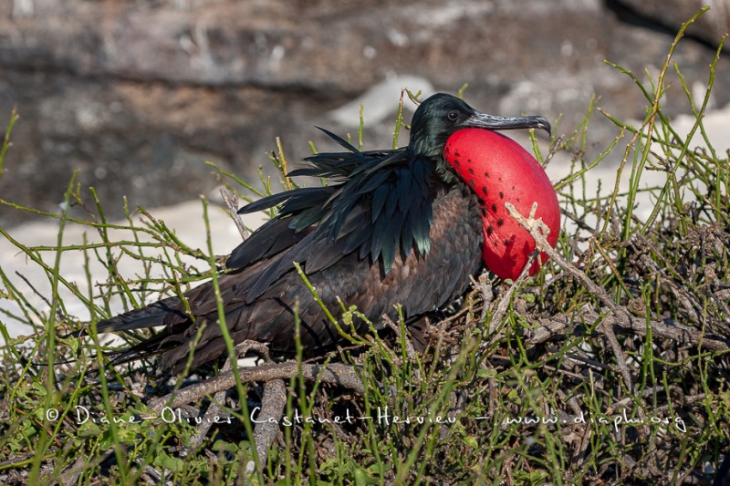 Frégate du Pacifique (Fregata minor) - îles Galapagos