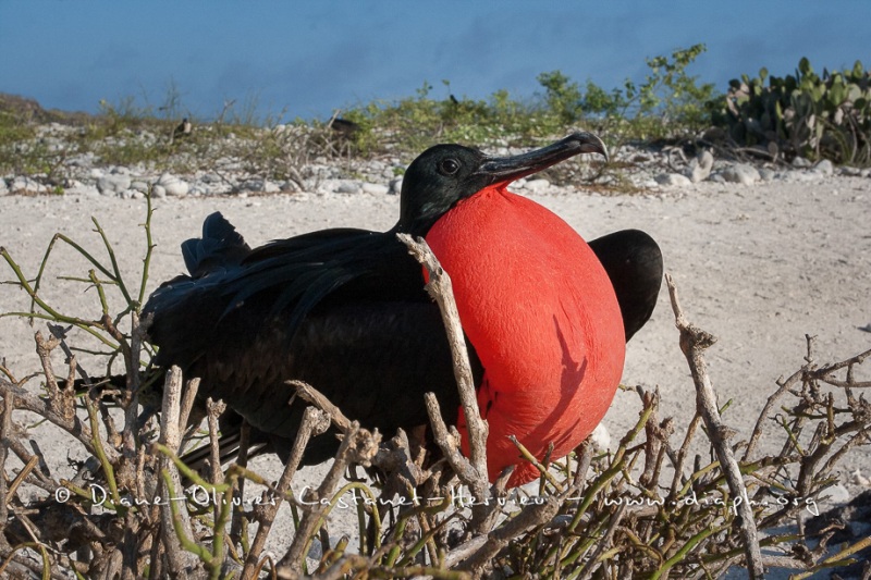 Frégate du Pacifique (Fregata minor) - îles Galapagos