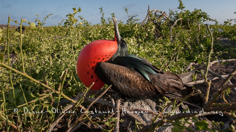 Frégate du Pacifique (Fregata minor) - îles Galapagos
