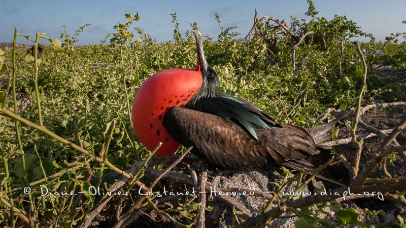 Frégate du Pacifique (Fregata minor) - îles Galapagos