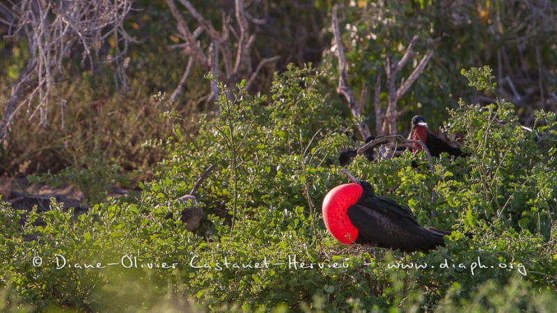 Frégate du Pacifique (Fregata minor) - îles Galapagos