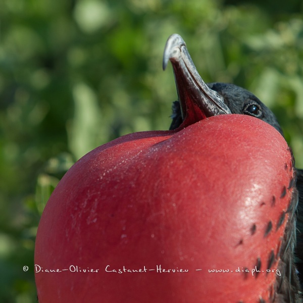 Frégate du Pacifique (Fregata minor) - îles Galapagos