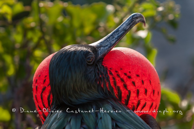 Frégate du Pacifique (Fregata minor) - îles Galapagos