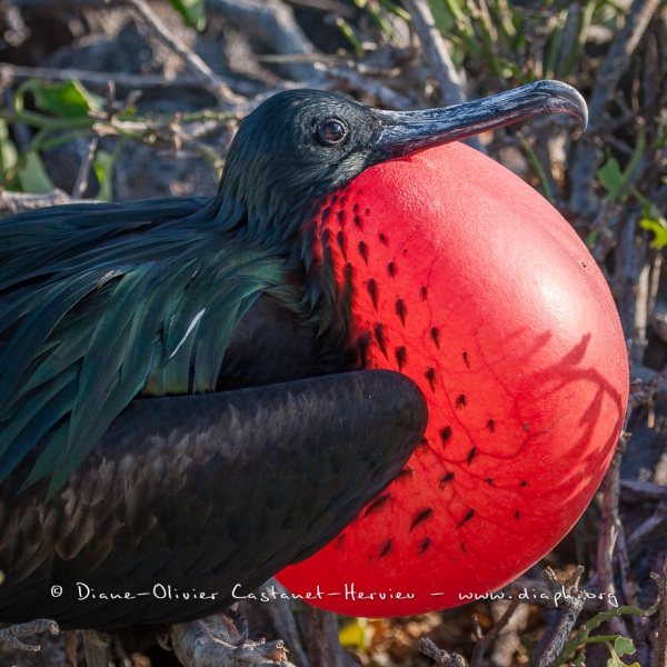 Frégate du Pacifique (Fregata minor) - îles Galapagos