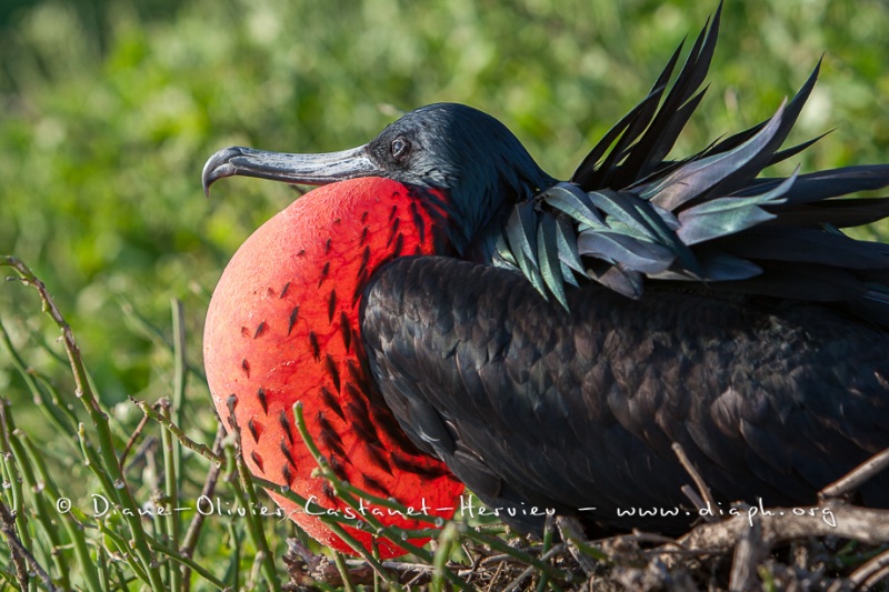 Frégate du Pacifique (Fregata minor) - îles Galapagos