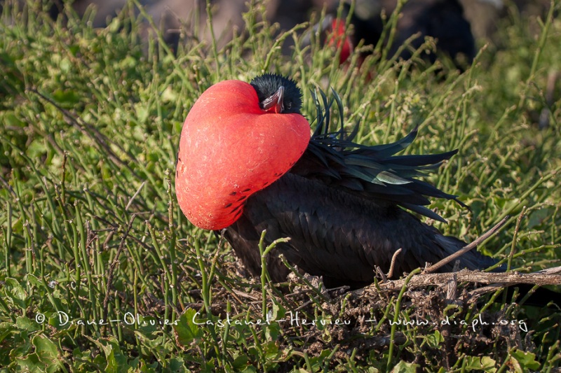 Frégate du Pacifique (Fregata minor) - îles Galapagos