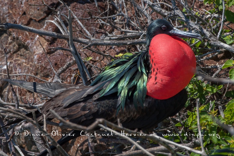 Frégate du Pacifique (Fregata minor) - îles Galapagos