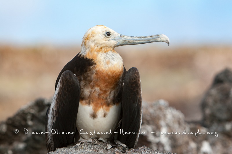 Frégate du Pacifique (Fregata minor) - îles Galapagos
