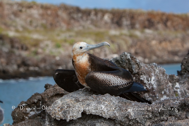 Frégate du Pacifique (Fregata minor) - îles Galapagos