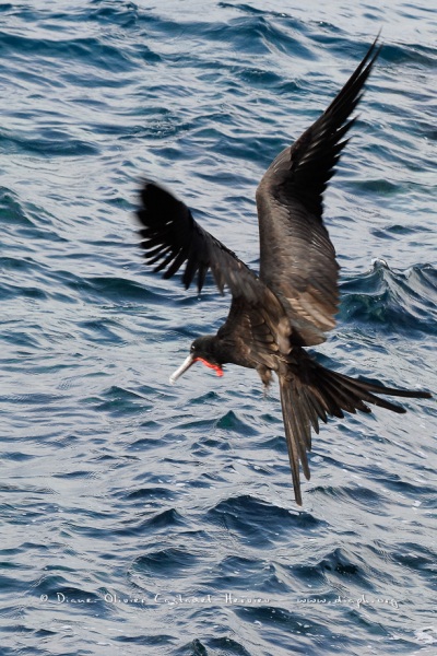 Frégate superbe (Fregata magnificens)