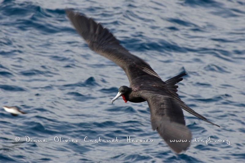 Frégate superbe (Fregata magnificens)