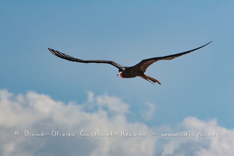 Frégate du Pacifique (Fregata minor) - îles Galapagos