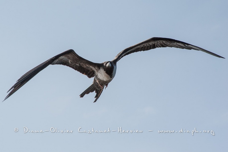 Frégate du Pacifique (Fregata minor) - îles Galapagos