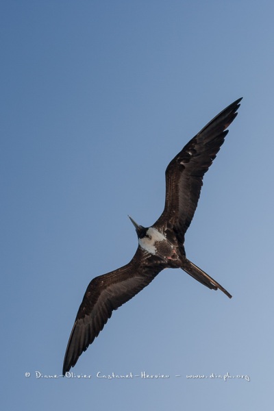 Frégate du Pacifique (Fregata minor) - îles Galapagos