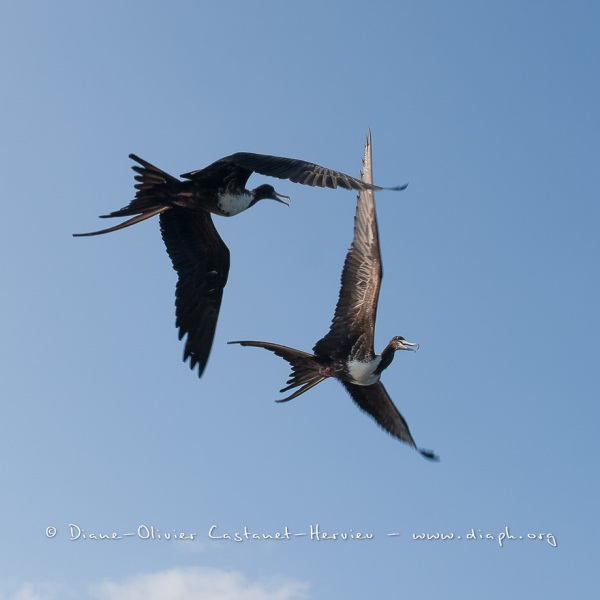 Frégate du Pacifique (Fregata minor) - îles Galapagos