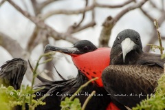 Frégate superbe (Fregata magnificens)