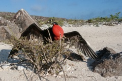 Frégate du Pacifique (Fregata minor) - îles Galapagos