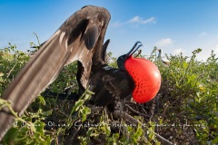 Frégate du Pacifique (Fregata minor) - îles Galapagos