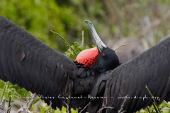 Frégate superbe (Fregata magnificens)