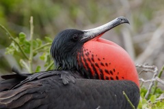 Frégate superbe (Fregata magnificens)